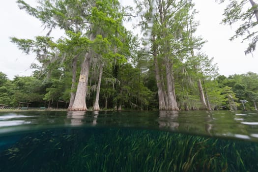 divers underwater caves diving Florida Jackson Blue cave USA