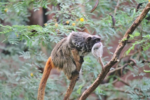 Emperor Tamarin monkey climbing tree and coming to investigate us