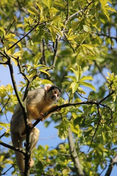 Playful squirrel monkey from brazil climbing in trees