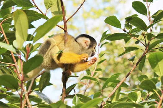 Playful squirrel monkey from brazil climbing in trees
