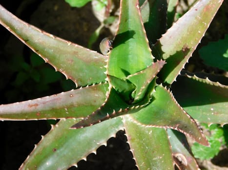 thorny plant