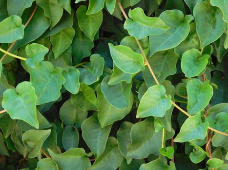 texture of leaves