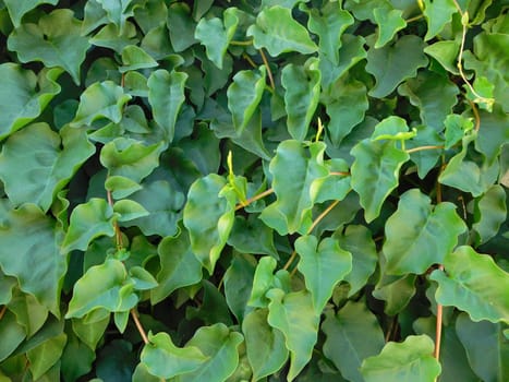 texture of leaves