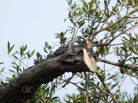 olive tree