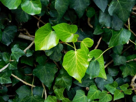 texture of leaves
