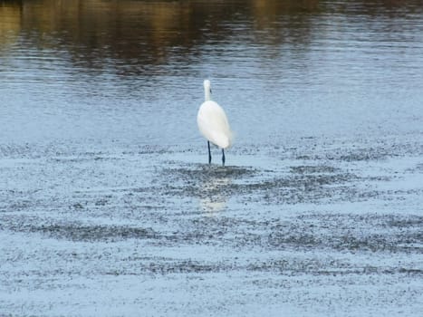crane on the lake