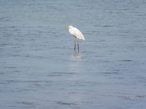 crane on the lake