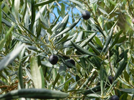 olive tree
