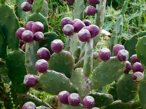 thorny plant