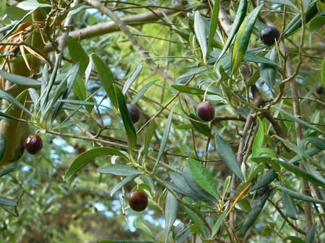 olive tree