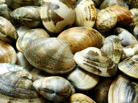 clam texture