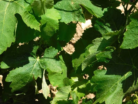 grape vine leaves