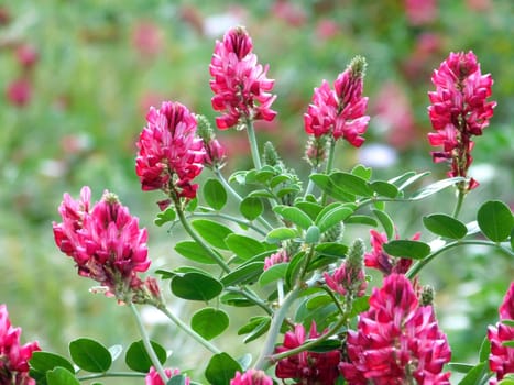 flowers