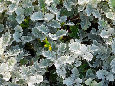 plant