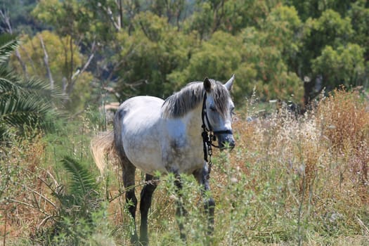 gray grey horse white in field