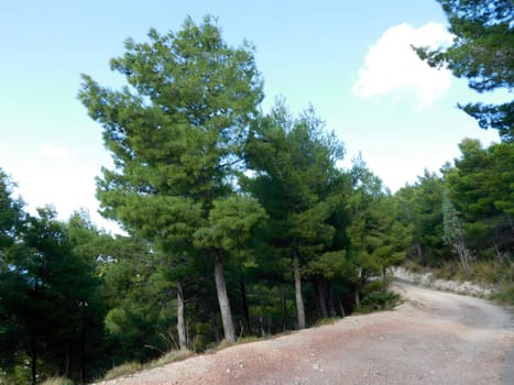 trees