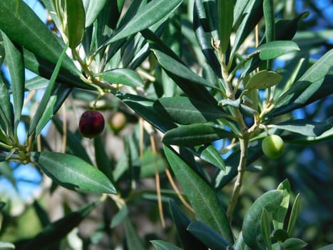 olive tree