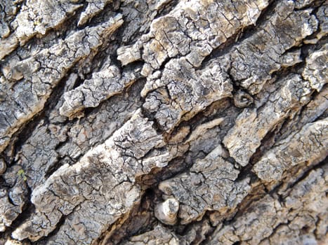 tree trunk texture