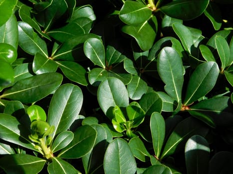plant
