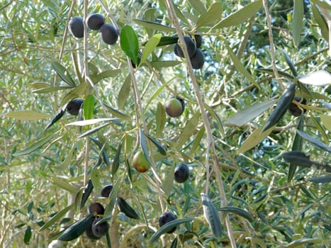 olive tree