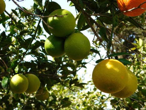 orange tree