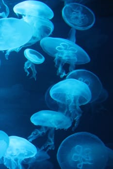 jellyfish Bioluminescence floating underwater