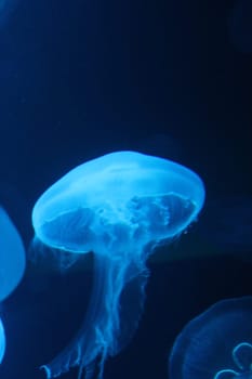 jellyfish Bioluminescence floating underwater