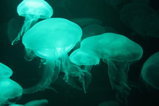 jellyfish Bioluminescence floating underwater