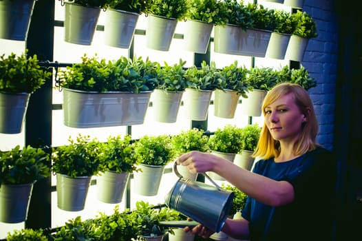 Woman pours from a watering green plants in pots in the room, hanging from the wall with lighting in a row. beautiful girl holding a watering can with water