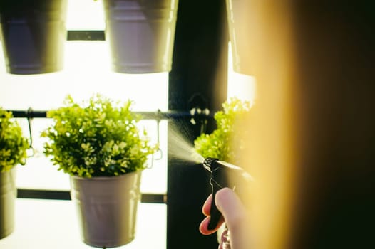Woman pours from a watering green plants in pots in the room, hanging from the wall with lighting in a row. beautiful girl holding a watering can with water