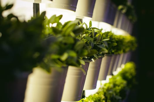 green plants in pots in a room, the wall hanging to a number of backlit
