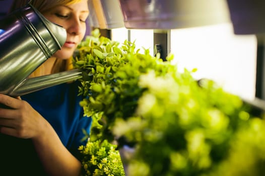 Woman pours from a watering green plants in pots in the room, hanging from the wall with lighting in a row. beautiful girl holding a watering can with water