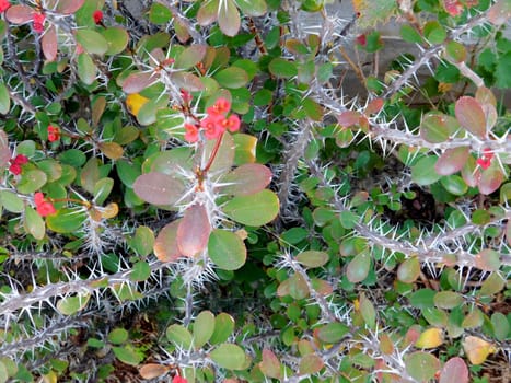 spiny plants