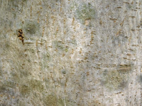 tree trunk texture