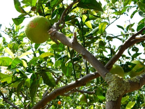 orange tree