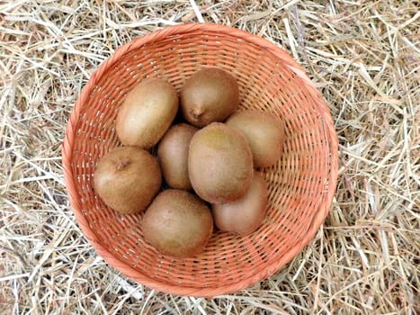 Kiwi
