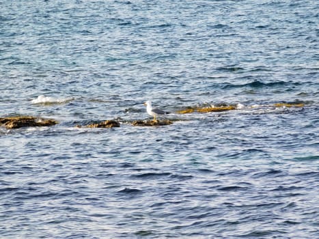 sea
