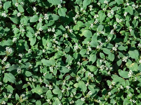 plant