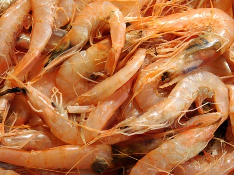 shrimp