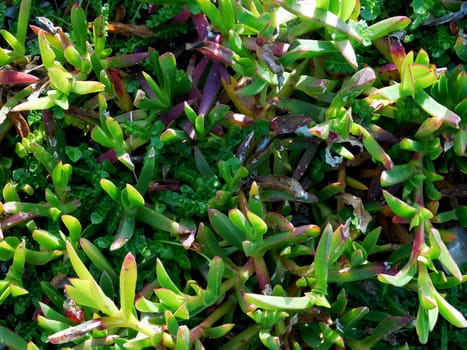 plants