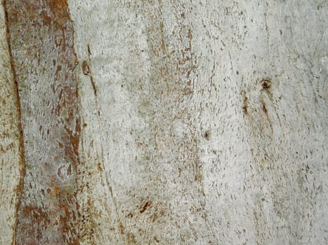 tree trunk texture