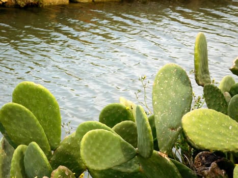 spiny plants