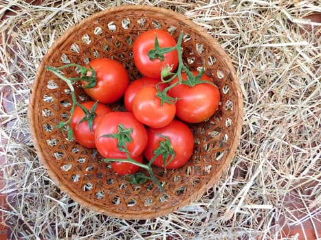 tomato