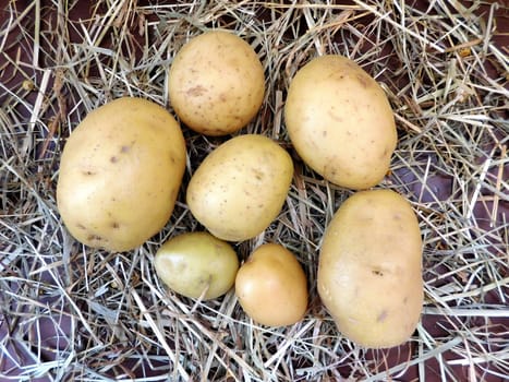 potatoes