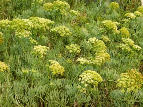 plants