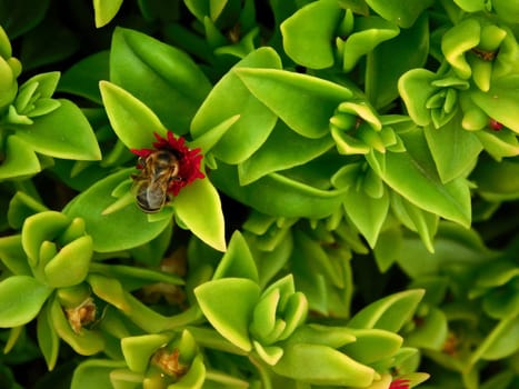 plants