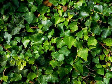 plants