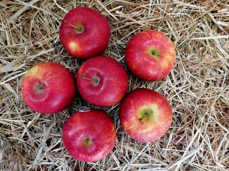 apples