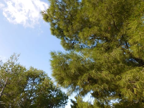 trees