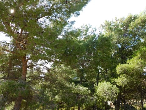 trees